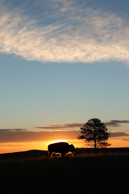 Bison at Sunset at Wind Cave