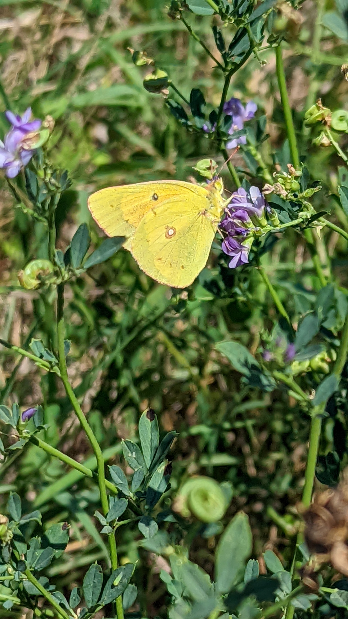 Clouded Sulfur on Scurfy pea